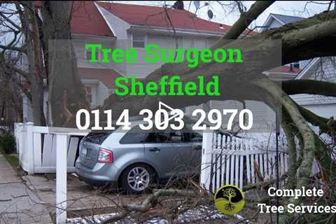 Tree Surgeon Sheffield Tree Felling Tree Removal Stump Grinding And Removal Services South Yorkshire