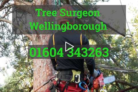 Tree Surgeon Wellingborough Root Removal Tree Surgery Stump Removal And Other Tree Services
