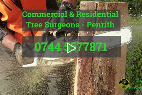 Emergency Tree Surgeon Penrith Cumbria - Root And Stump Removal Crown Reduction And Tree Dismantling