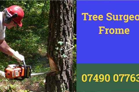 Tree Surgeon Frome Root Removal Tree Surgery  Stump Removal Tree Felling & Other Tree Services