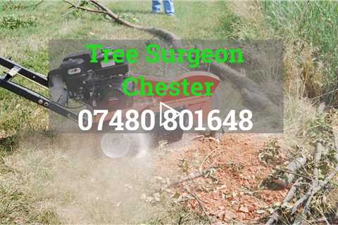 Tree Surgeon Chester Stump Grinding Stump Removal Tree Felling Pruning  Near Me