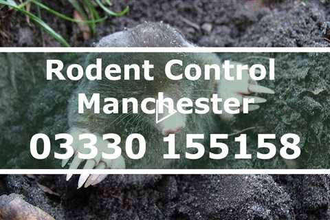 Rodent Pest Control In Manchester Rat, Mice & Mole Removal Emergency Commercial And Residential