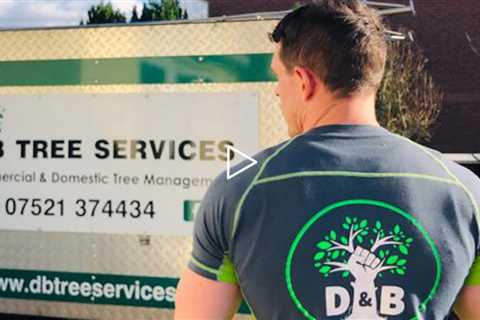 D And B Tree Services Chepstow Qualified Arborist And Tree Surgeon For Tree Felling Stump Removal