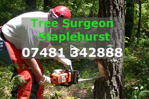 Tree Surgeon Staplehurst Tree Removal Trimming Services Stump & Root Removal Near Me