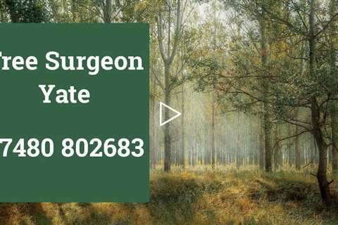 Tree Surgeon Yate Tree Surgery Stump Removal & Root Removal Tree Felling & Other Services