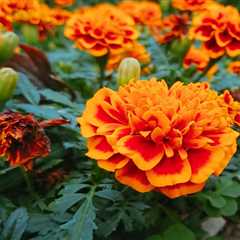 12 Orange Flowers To Grow in Your Garden