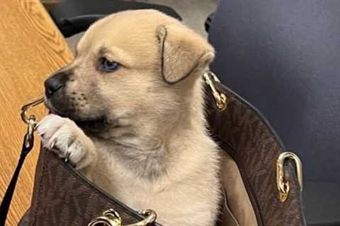 Puppy unharmed after being thrown from fleeing car during LAPD chase