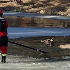 Video: Colo. firefighters rescue submerged elk from frozen pond