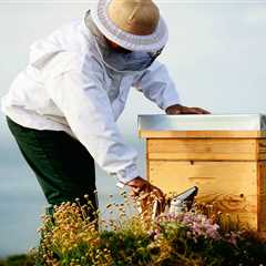 How To Move a Beehive