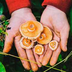 How to Start Foraging for Mushrooms