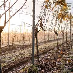 The Resilience of Aurora, OR's Wine Industry: Overcoming Challenges in Grape Growing