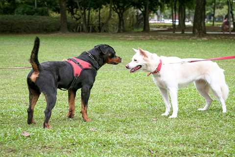 Dog Harnesses vs. Collars: Which Is Better?