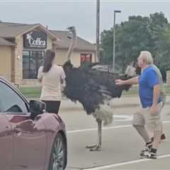 Ostrich escapes from trailer, disrupts traffic in South Dakota