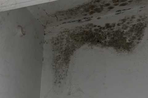 Does Your Long Island Summer Rental Have Mold?