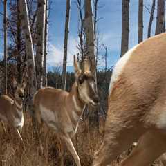 The Role of Wildlife and Biodiversity in Environmental Conservation Efforts in Franklin County, WA