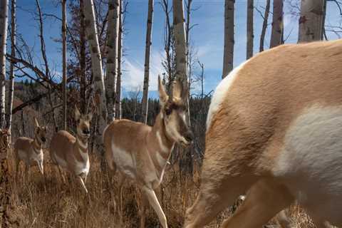 The Role of Wildlife and Biodiversity in Environmental Conservation Efforts in Franklin County, WA