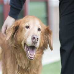 Volunteering at Animal Shelters and Rescue Organizations in Montgomery County, Maryland