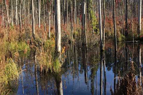 Restoring and Preserving Natural Resources in Northern Virginia
