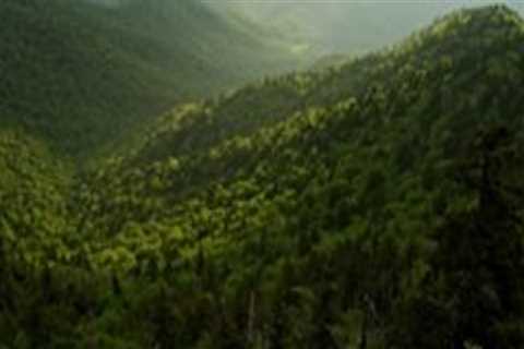 The Importance of Wildlife Conservation in Northeast Tennessee