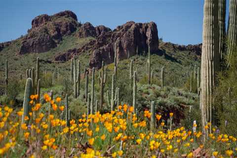 The Unique Foundations of Pinal County, Arizona