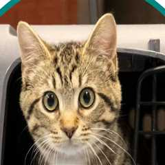 The Impact of Non-Profit Groups on Animal Welfare in Northwest Florida