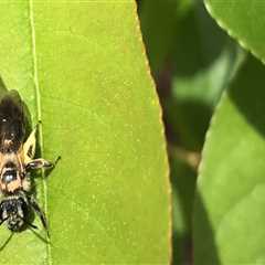 Protecting Beehives: An Expert's Guide