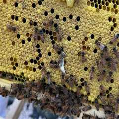 The Buzz About Beekeeping in McDowell County, North Carolina