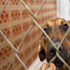 The Importance of Age Restrictions for Adopting Animals from Rescue Centers in Broward County,..
