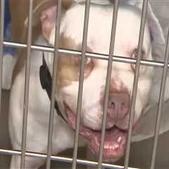 The True Cost of Saving a Life: The Reality of Animal Rescue Centers in Broward County, Florida