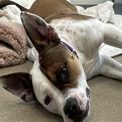 The Vital Role of Animal Rescue Centers in Broward County, Florida