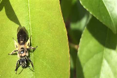 Protecting Beehives: An Expert's Guide