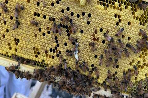 The Buzz About Beekeeping in McDowell County, North Carolina