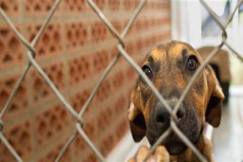 The Importance of Age Restrictions for Adopting Animals from Rescue Centers in Broward County,..