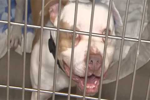 The True Cost of Saving a Life: The Reality of Animal Rescue Centers in Broward County, Florida