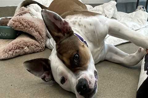 The Vital Role of Animal Rescue Centers in Broward County, Florida