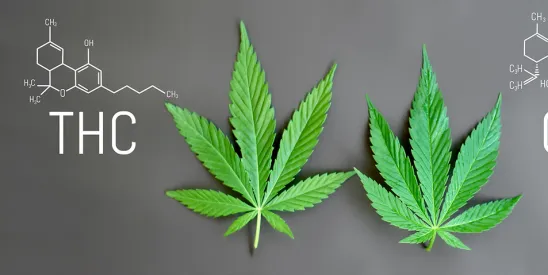 North Carolina Governor Forms a [High] Council on Cannabis
