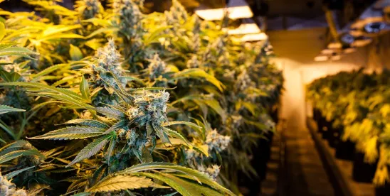 Reefer Madness: Congressional Proposal Would Keep Marijuana Schedule I, Prevent Most Prosecutions..