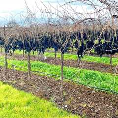 The Impact of International Trade on the Wine Industry in Central California: An Expert's..