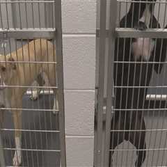 Animal Welfare in East Tennessee: A Comprehensive Guide