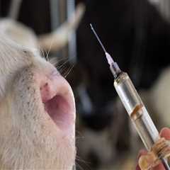 The Fight for Animal Welfare in East Tennessee