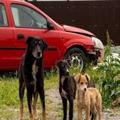 The Challenges of Animal Welfare in Rural East Tennessee