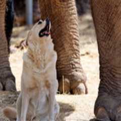 The Intersection of Culture and Religion in Shaping Animal Welfare in East Tennessee