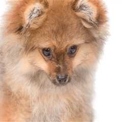 Debunking Misconceptions About Animal Welfare in East Tennessee