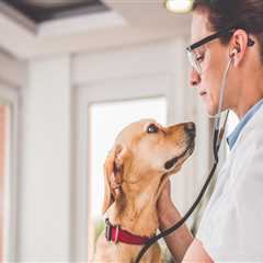 Animal Welfare in East Tennessee: How to Take Action Against Abuse and Neglect