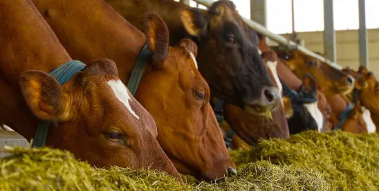 AAFCO Annual Meeting Updates