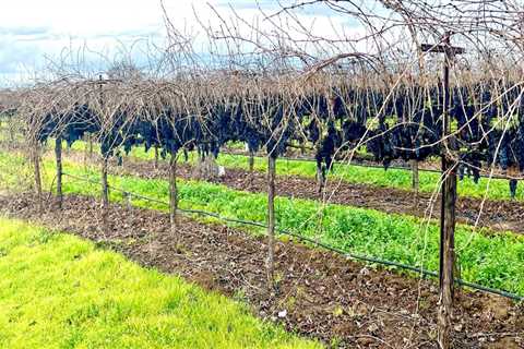 The Impact of International Trade on the Wine Industry in Central California: An Expert's..