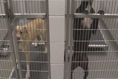 Animal Welfare in East Tennessee: A Comprehensive Guide