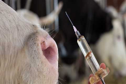 The Fight for Animal Welfare in East Tennessee