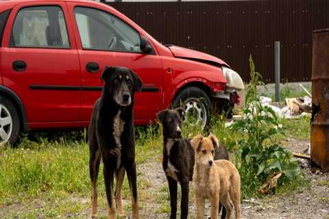 The Challenges of Animal Welfare in Rural East Tennessee