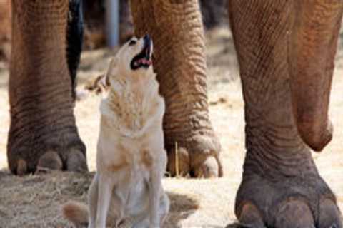 The Intersection of Culture and Religion in Shaping Animal Welfare in East Tennessee